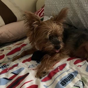 Free with purchase :::Pet bow tie